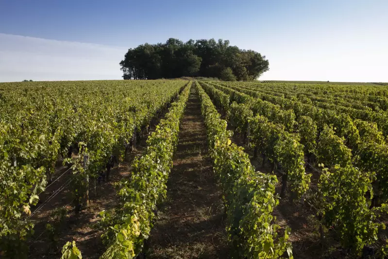 Château de Ferrand, Grand Cru Classé Saint-Emilion