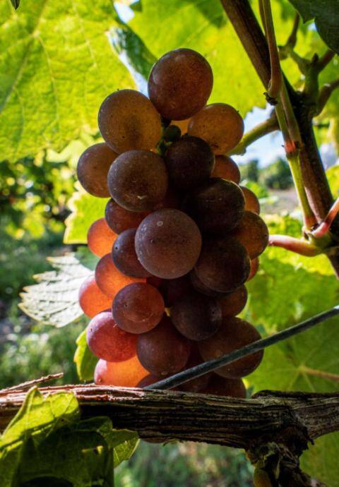 French Pinot Gris Club