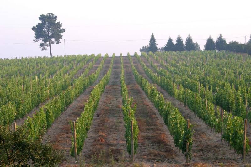 Quinta da Fata, Dão