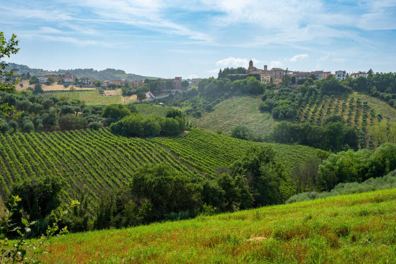 Verdicchio dei Castelli Di Jesi