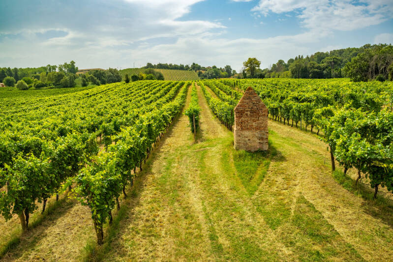Verdicchio dei Castelli Di Jesi