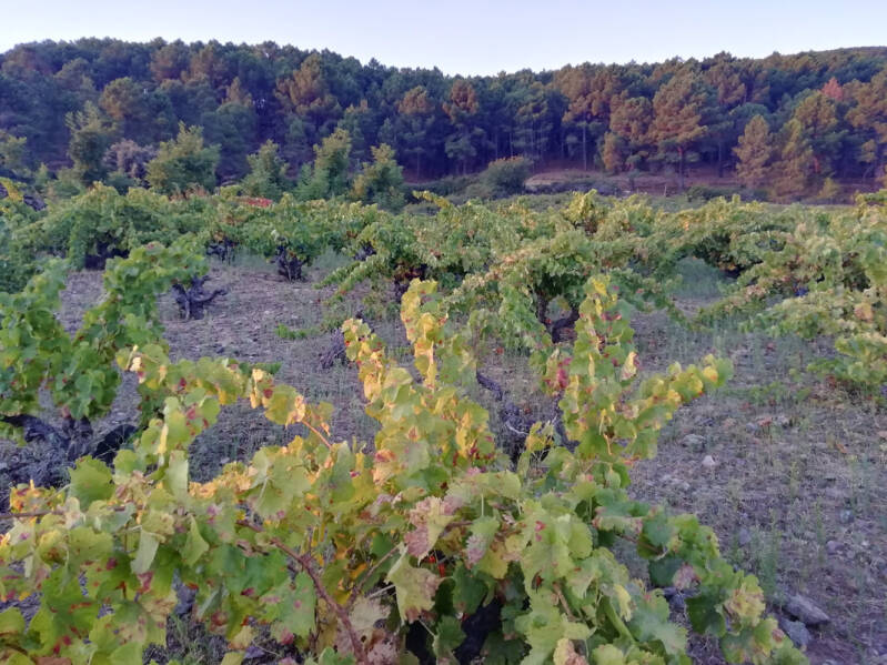 Domaine Ansen