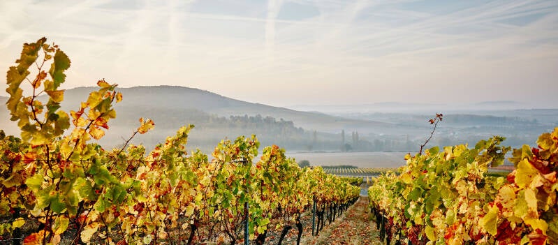 Weingut Hans Wirsching, Franken
