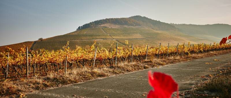 Weingut Hans Wirsching, Franken