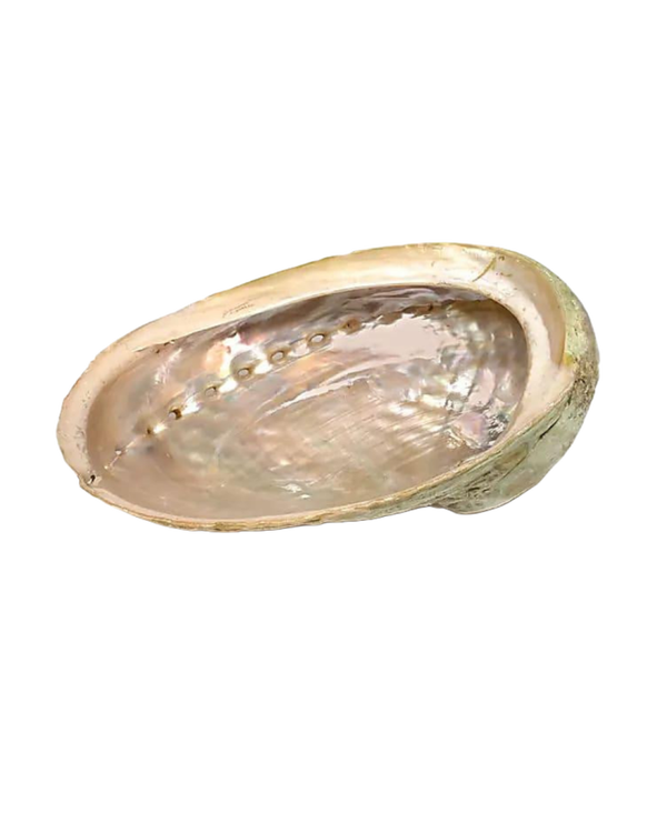Abalone Smudge Schelp