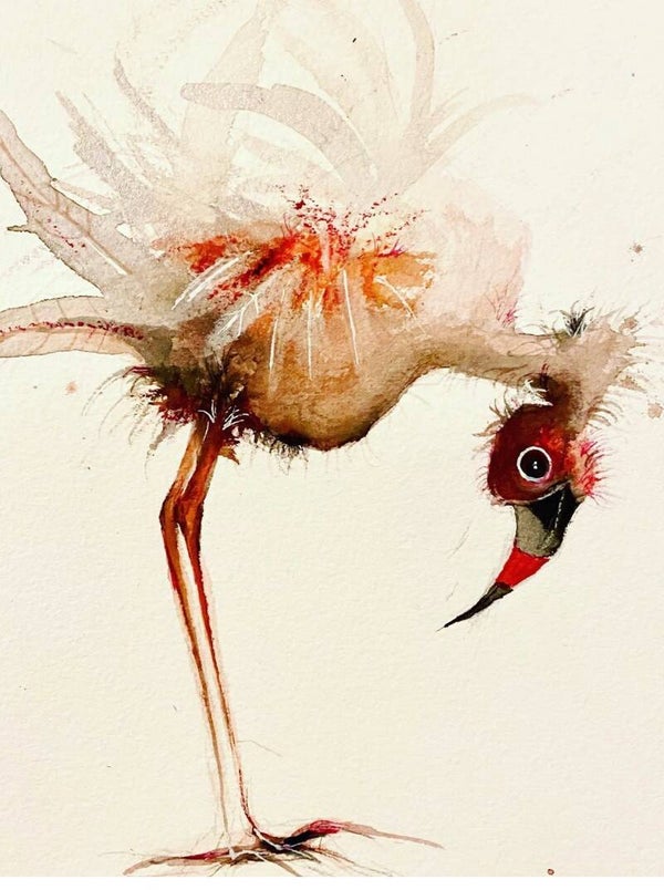 Red Lesser (limited edition print)