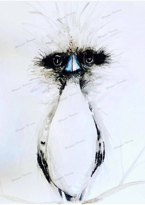 Kookaburra