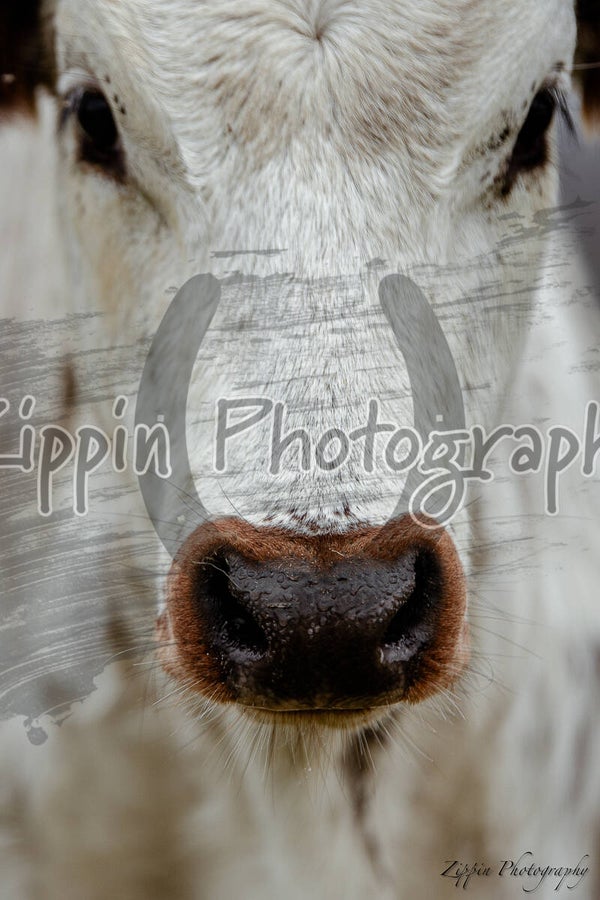 Little Moo Mitch