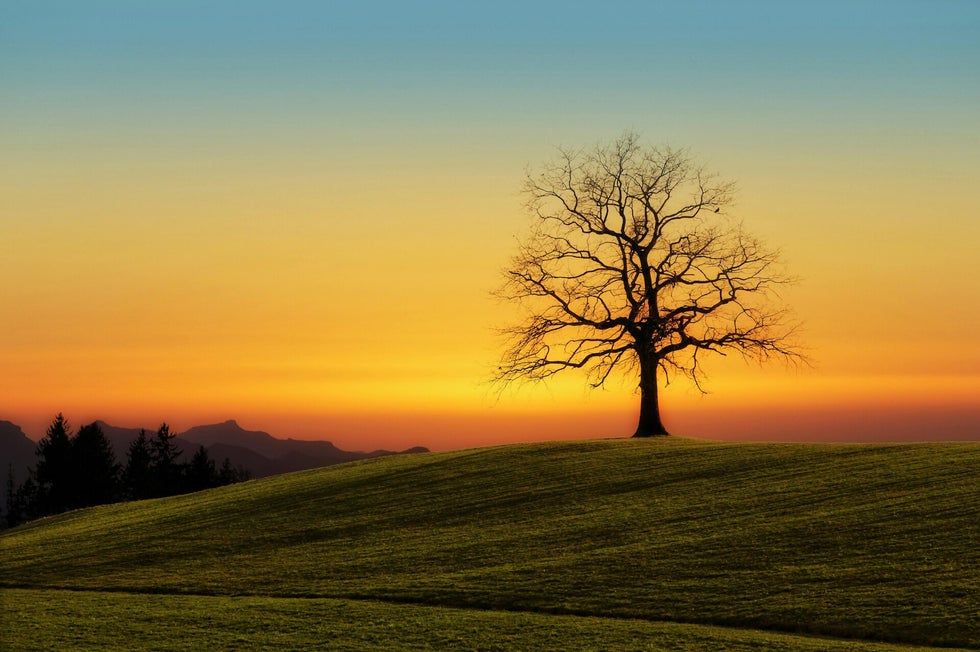 Lone tree at sunset symbolising a family’s military heritage – guide to building a UK military family tree