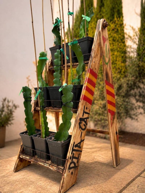 🌱 ESQUEIXOS DE PITAIA – DIFERENTS VARIETATS 🐉