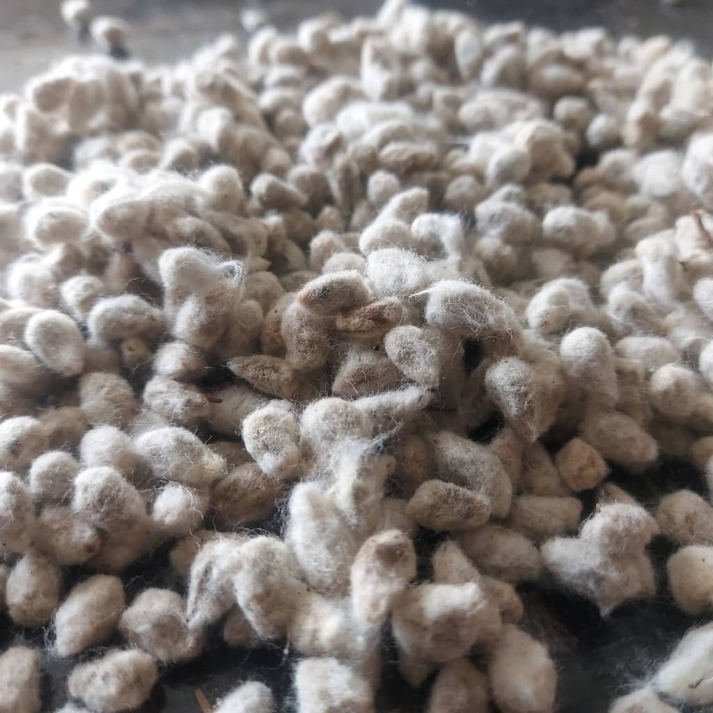 COTTON SEED