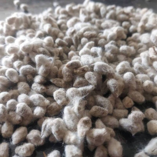 COTTON SEED