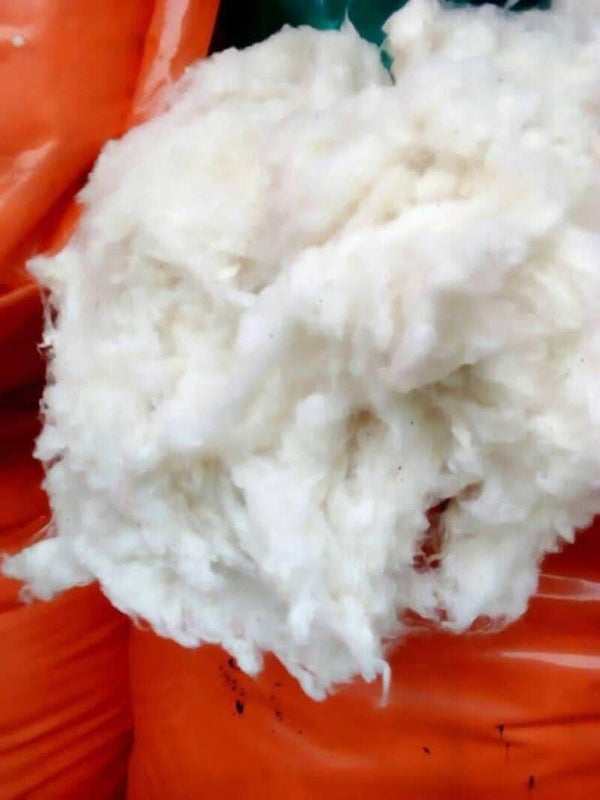 Cotton Fiber