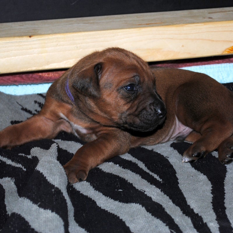 purper29juli.jpg