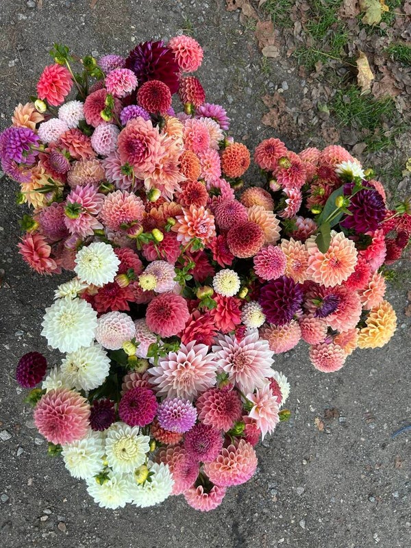 Mystery Dahlia Tuber Box