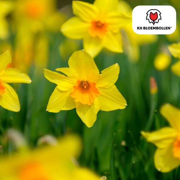 Narcis kingslet 20 stuks