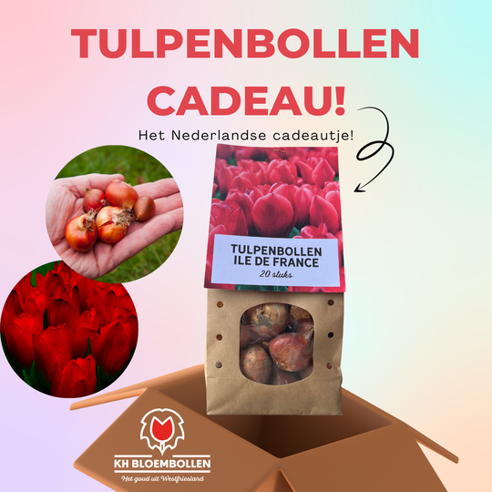Ile de france tulp cadeau