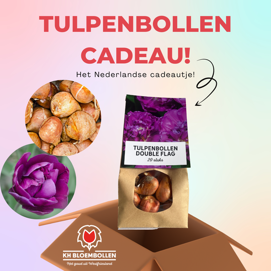 Double Flag tulp cadeau