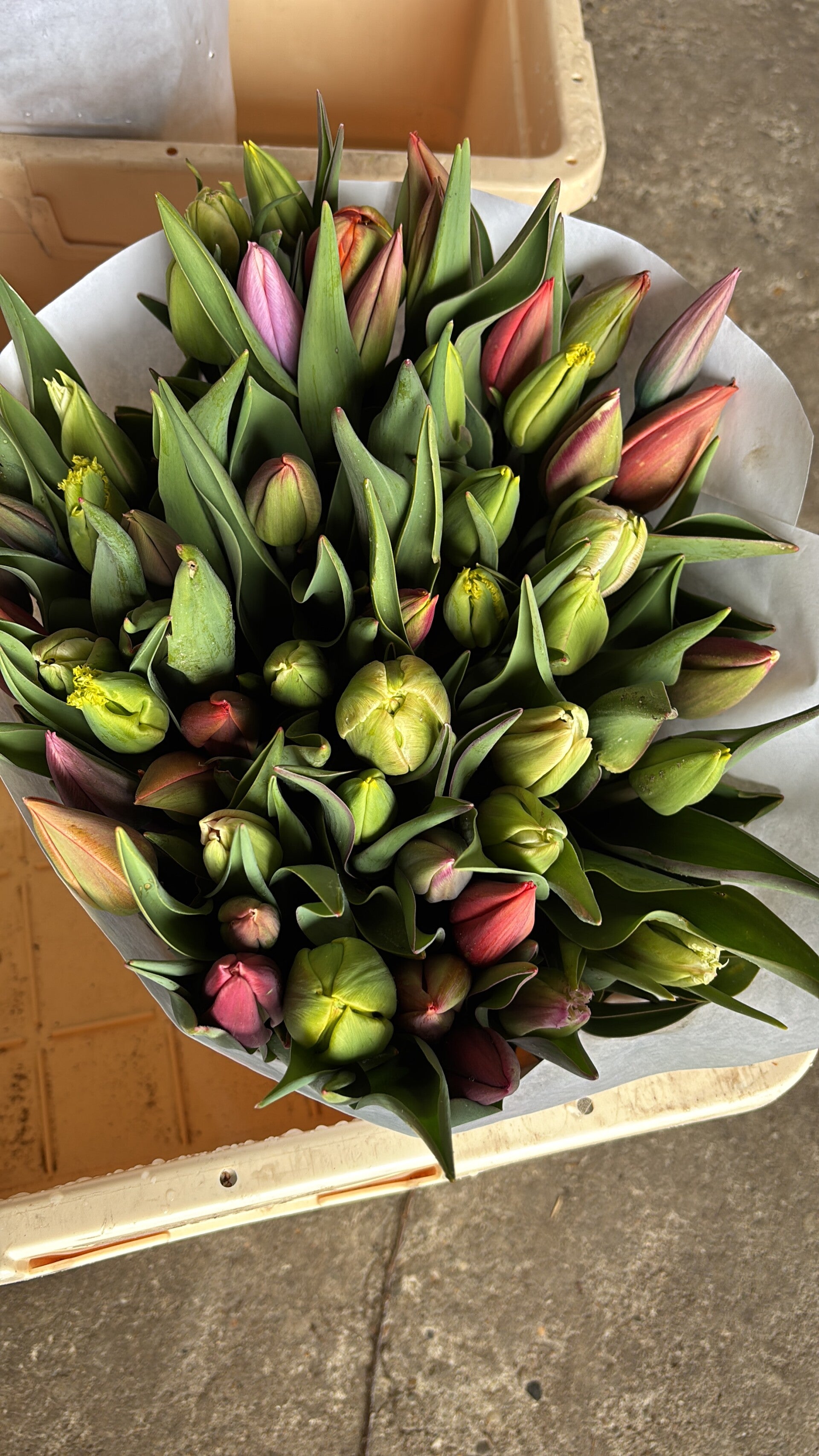 Tulpen mix