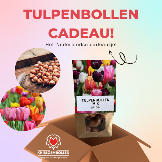 Tulpen Mix cadeau