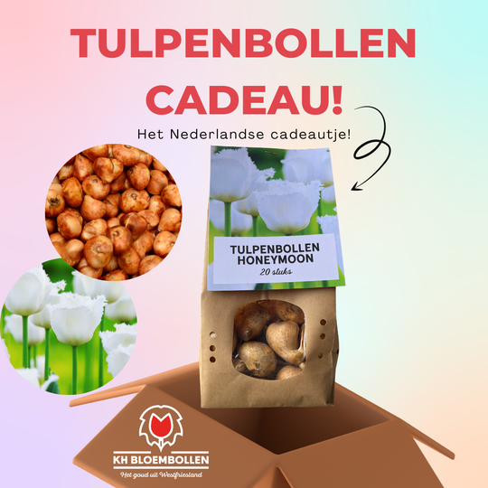 Honeymoon tulp cadeau