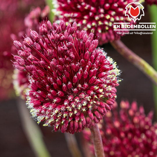 Allium red mohican