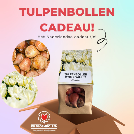 White Valley tulp cadeau