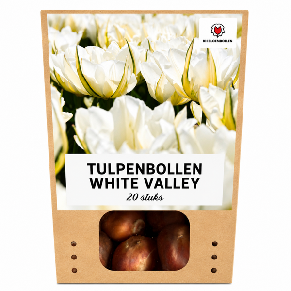 White Valley tulp 20 stuks