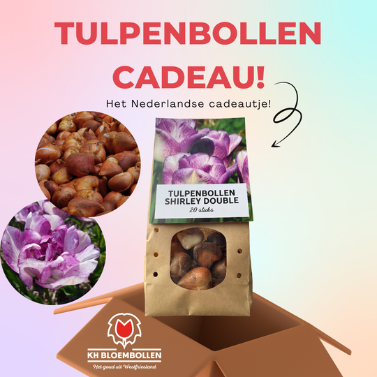 Shirley double tulp cadeau