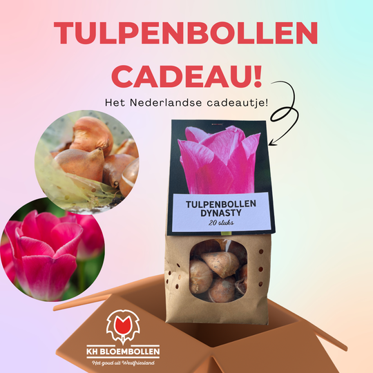 Dynasty tulp cadeau