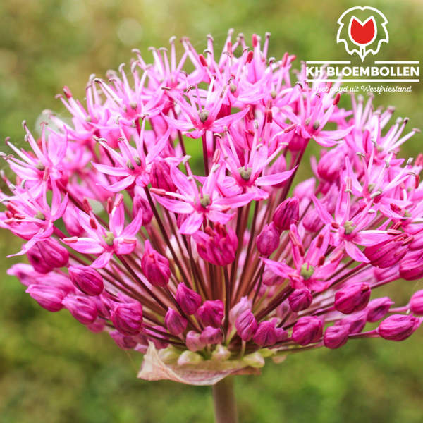 Allium carolinianum roze