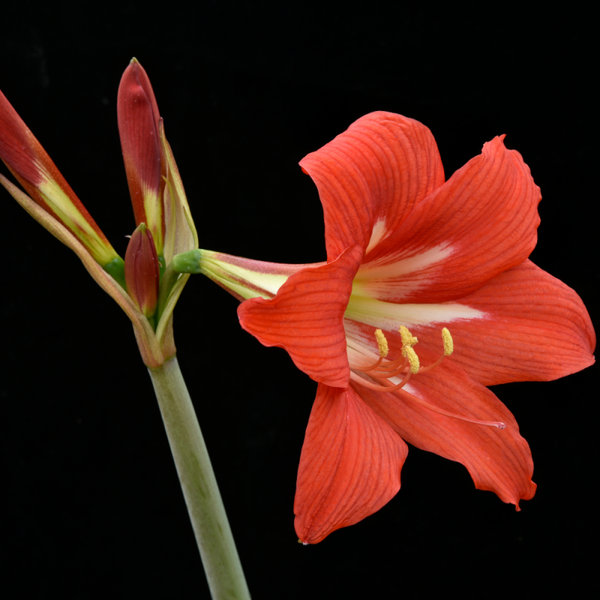 Amaryllis orange queen 1 stuk