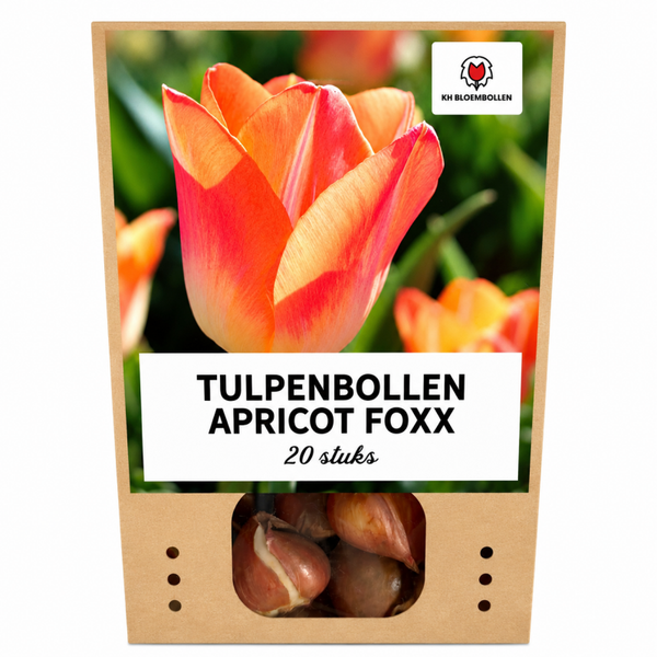 Apricott Foxx tulp 20 stuks