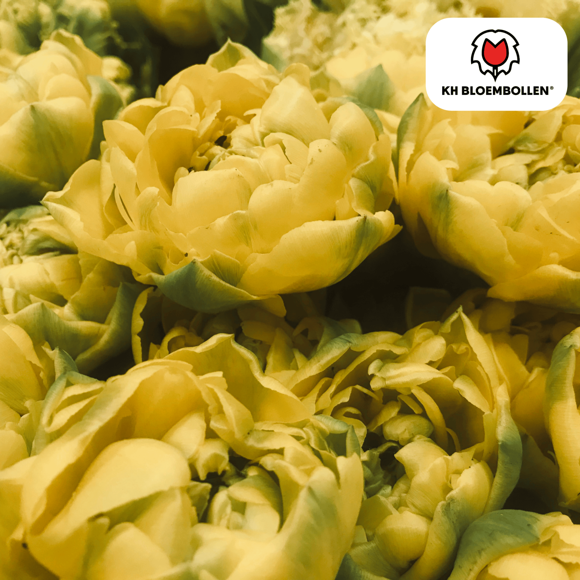 Avant Garde tulp 20 stuks