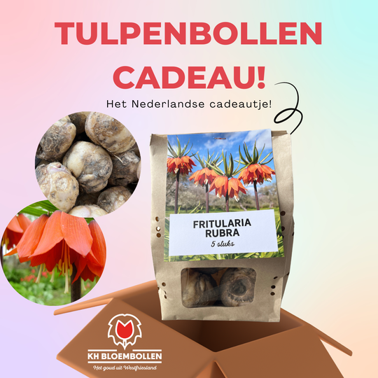 Keizerskroon / fritillaria cadeau