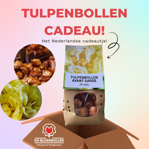 Avant garde tulp cadeau