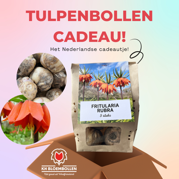 Keizerskroon / fritillaria cadeau