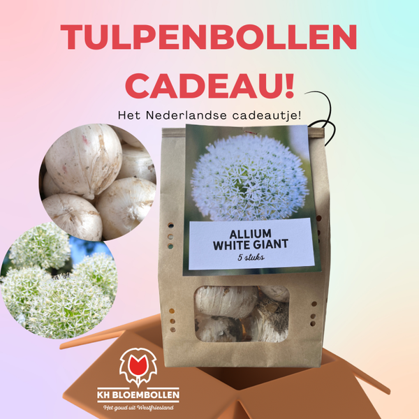White giant allium cadeau
