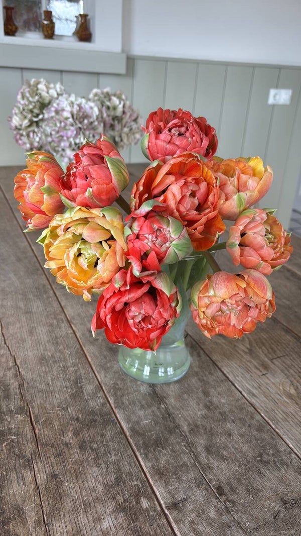 Gudoshnik double ( pioen tulp ) 55cm