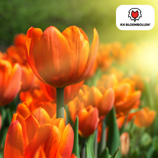 Icoon tulp 20 stuks