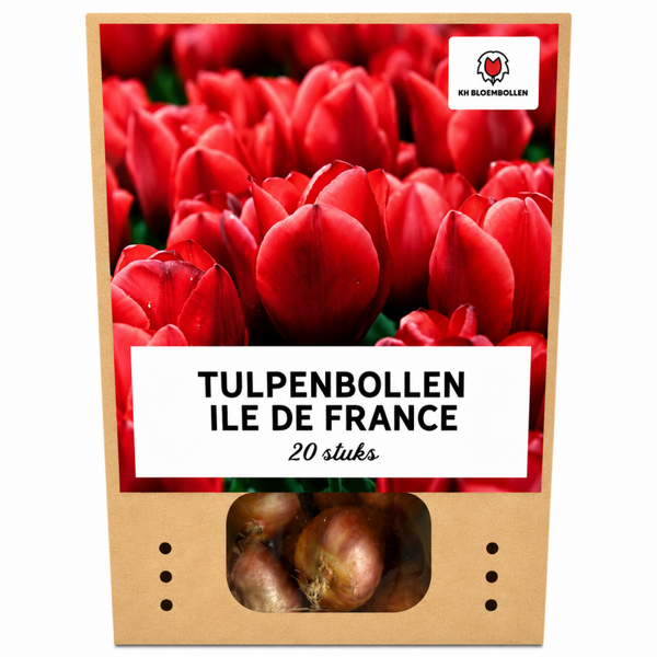Ile de France tulp 20 stuks