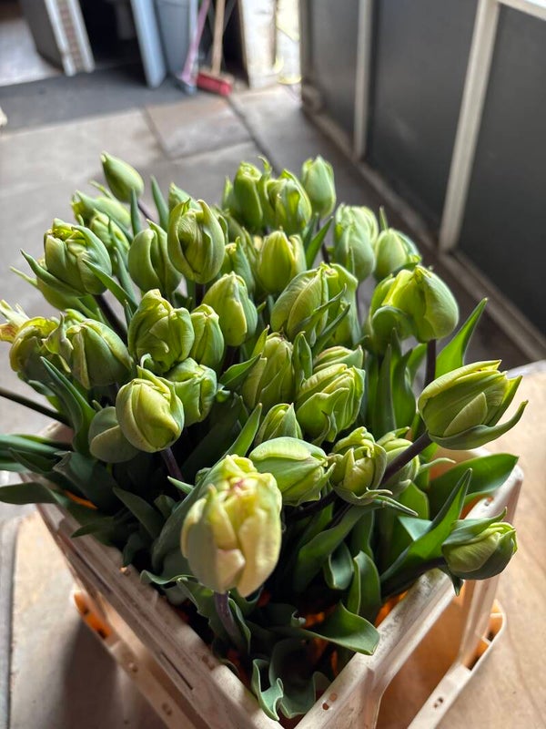 Shirley double - 41 cm