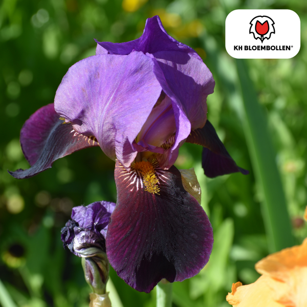 Eye of the Tiger Iris 25 stuks