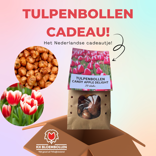 Candy apple delight tulp cadeau