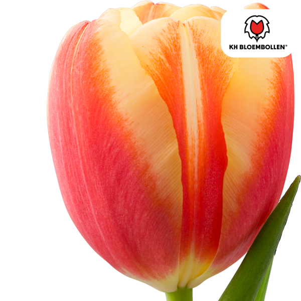 Jan Seignette tulp 20 stuks