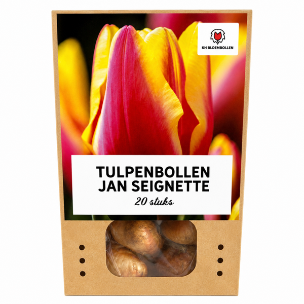 Jan Seignette tulp 20 stuks