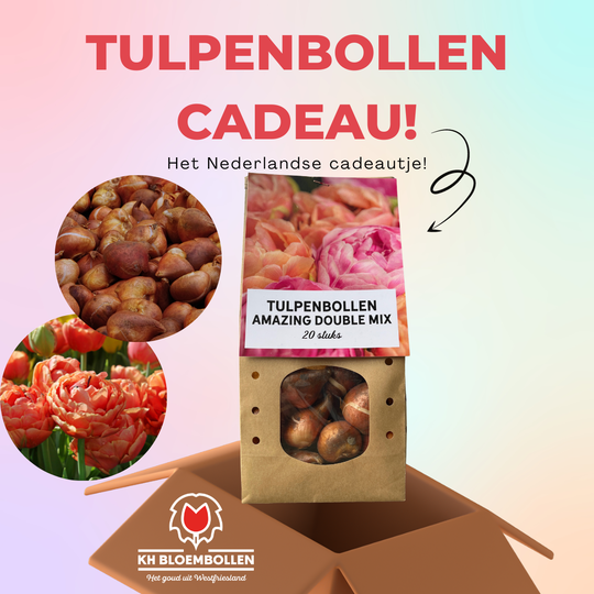 Amazing double mix tulp cadeau