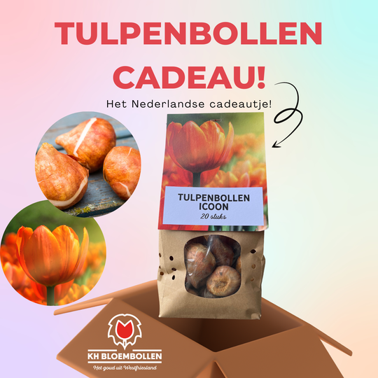 Icoon tulp cadeau