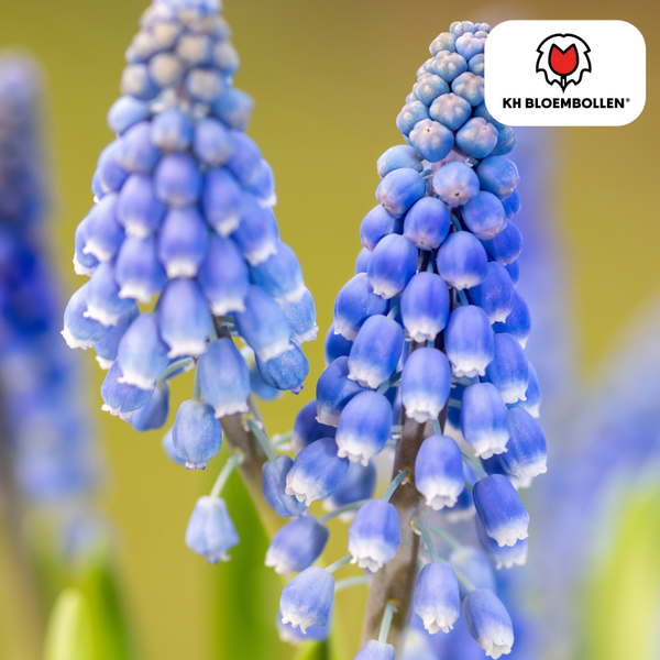 Muscari Bleu Moon 30 stuks