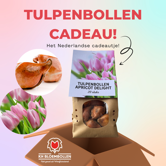 Apricot delight tulp cadeau